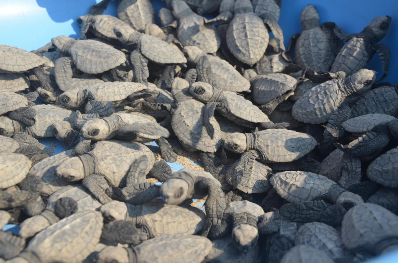 Turtle Beach House Vengurla Εξωτερικό φωτογραφία